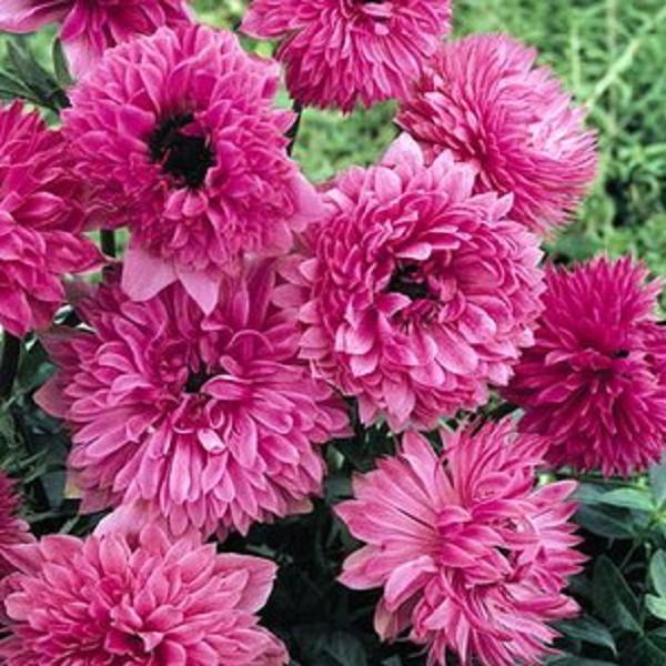 Превью изображения