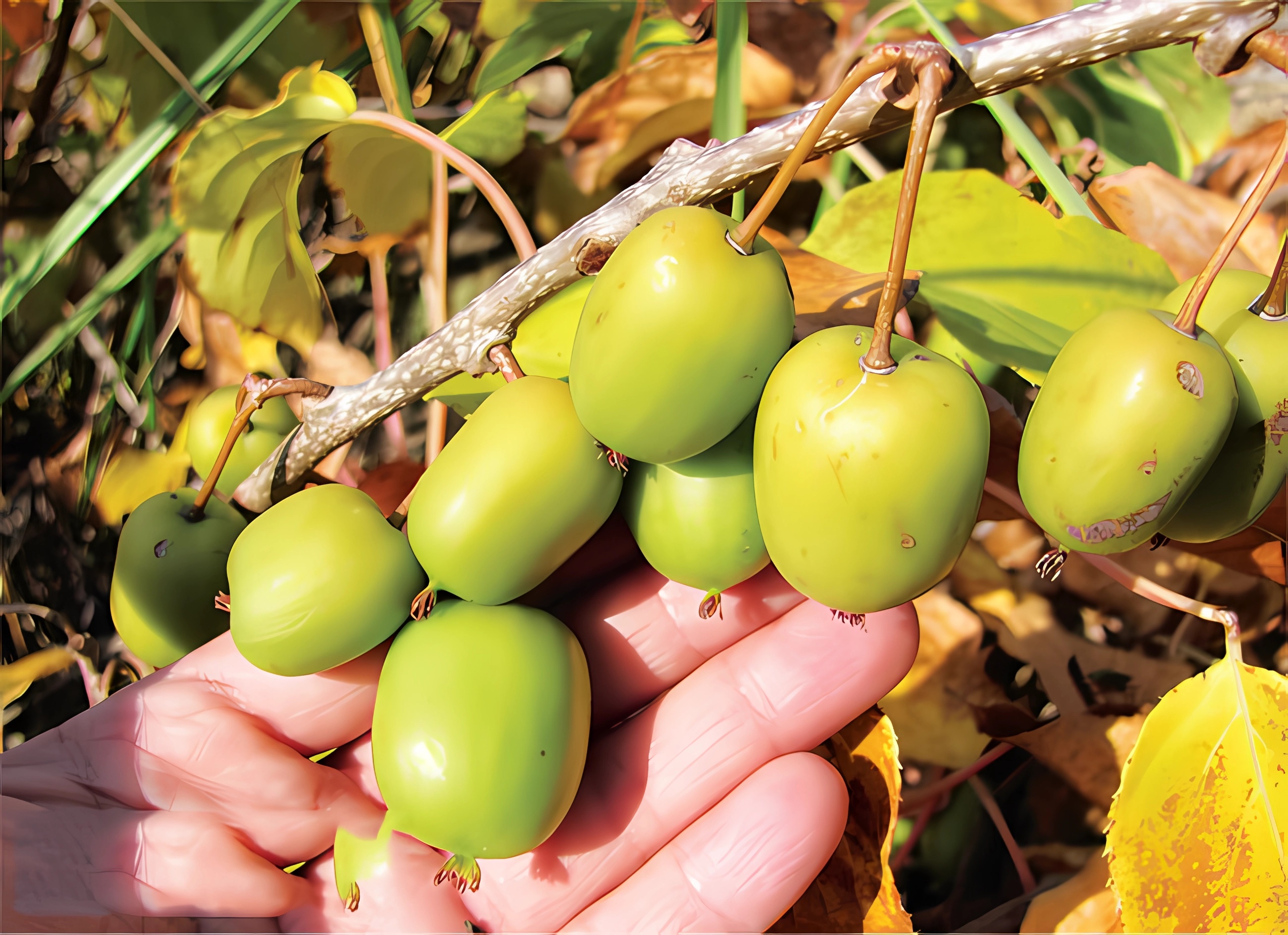 Превью изображения