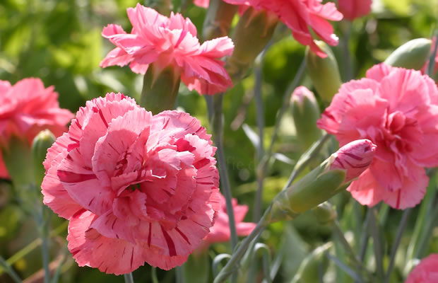 Превью изображения