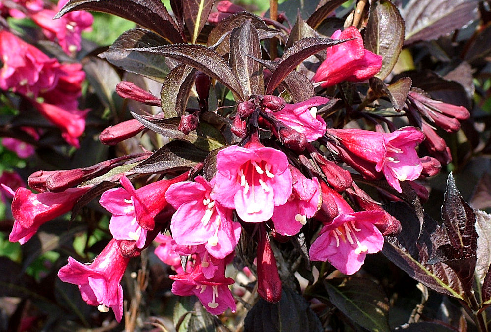 Превью изображения