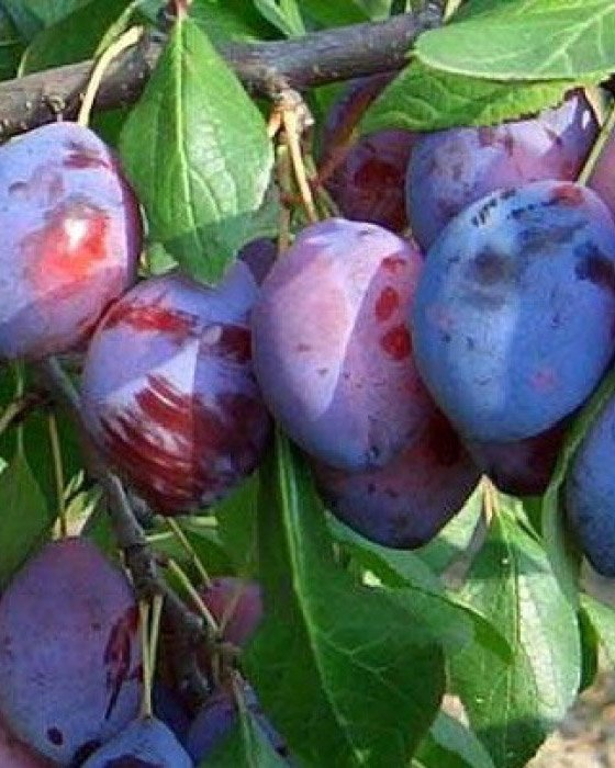 Превью изображения