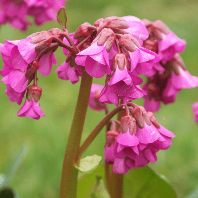 Превью изображения