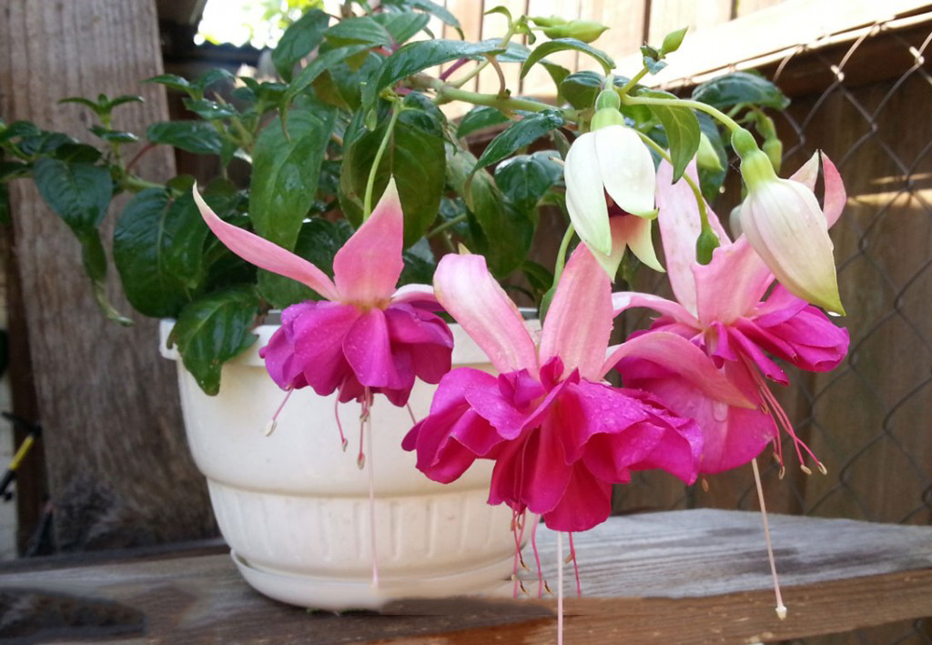 Превью изображения