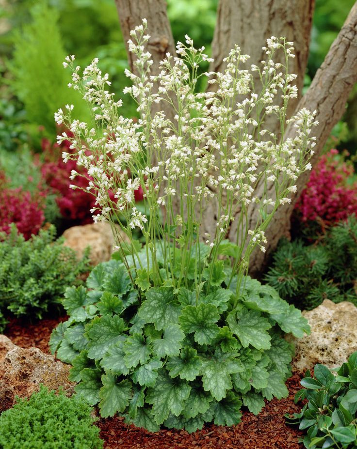 Превью изображения