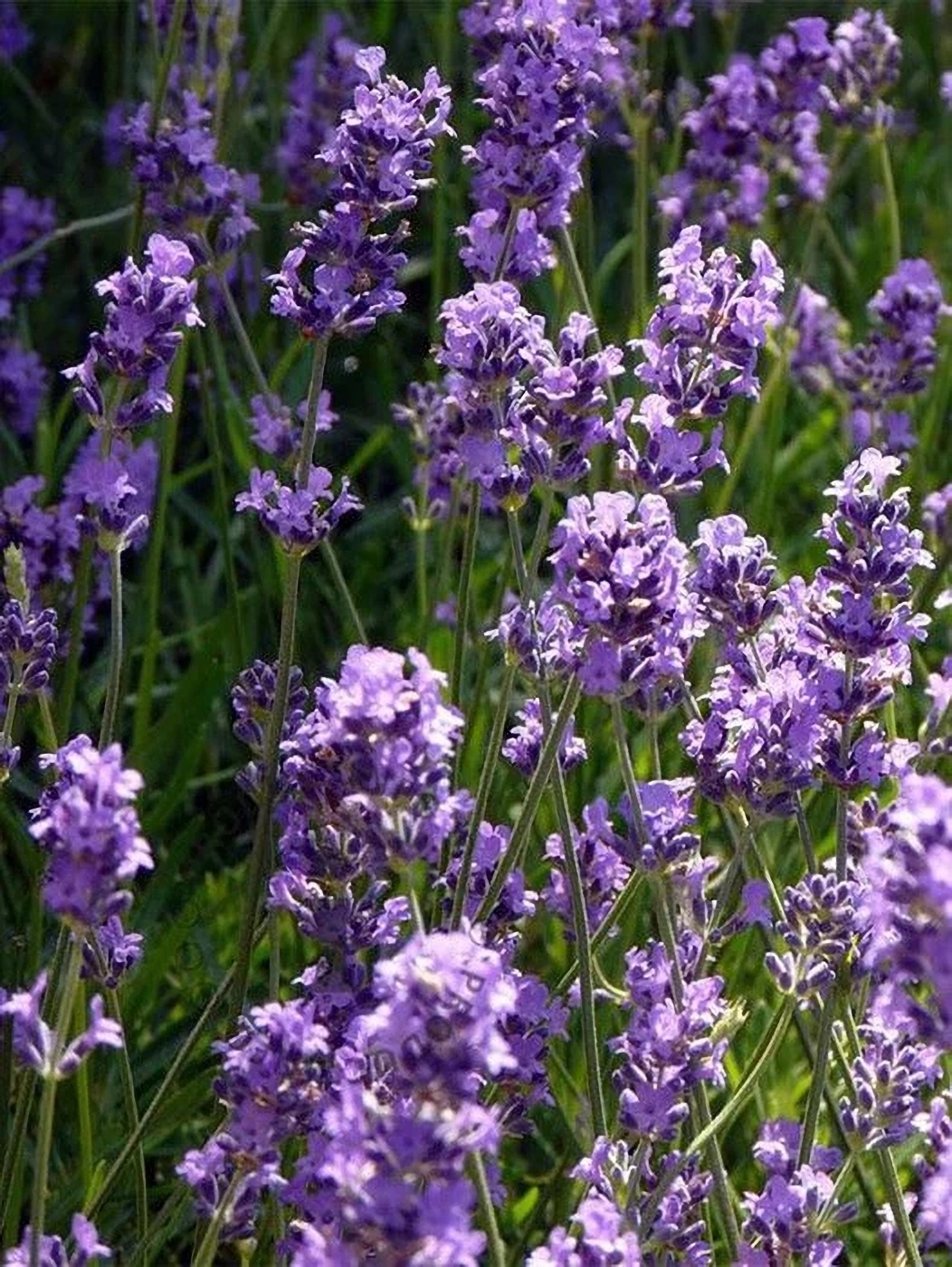 Превью изображения