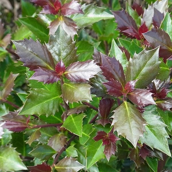 Превью изображения