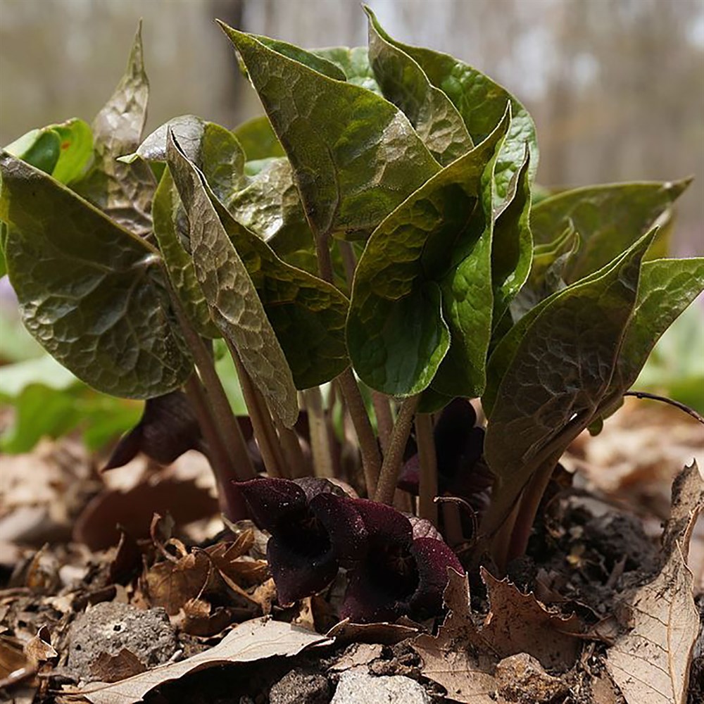 Превью изображения