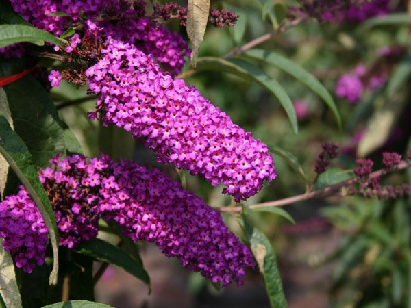 Превью изображения