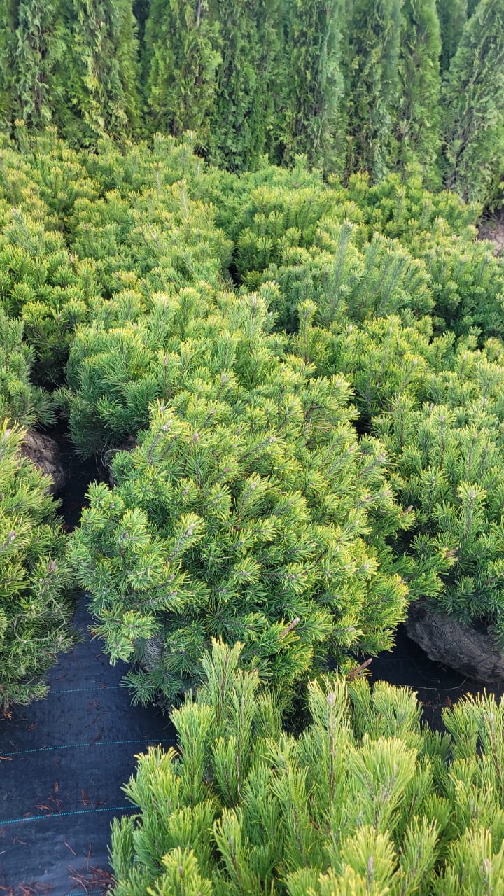 Превью изображения