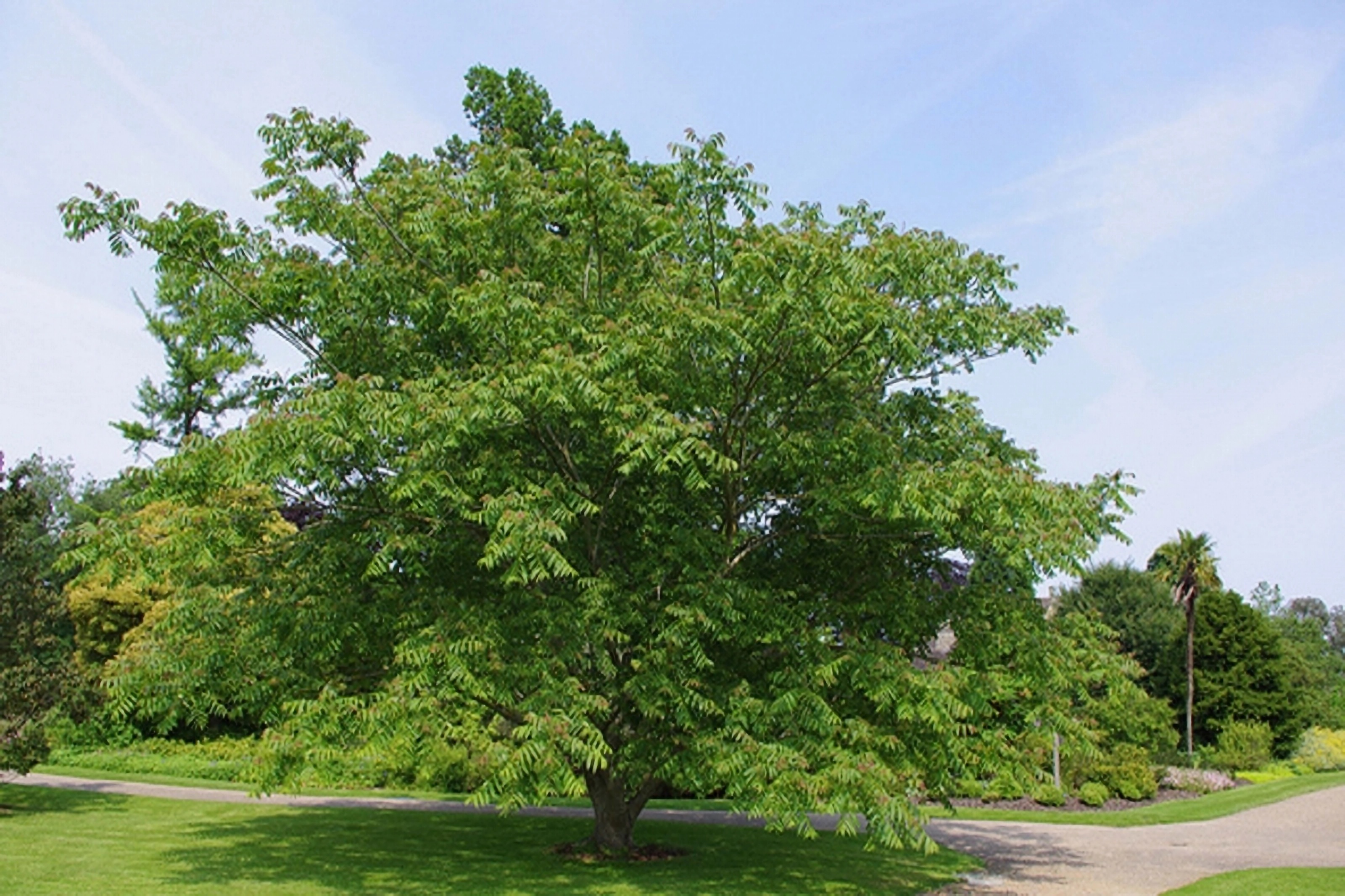 Превью изображения