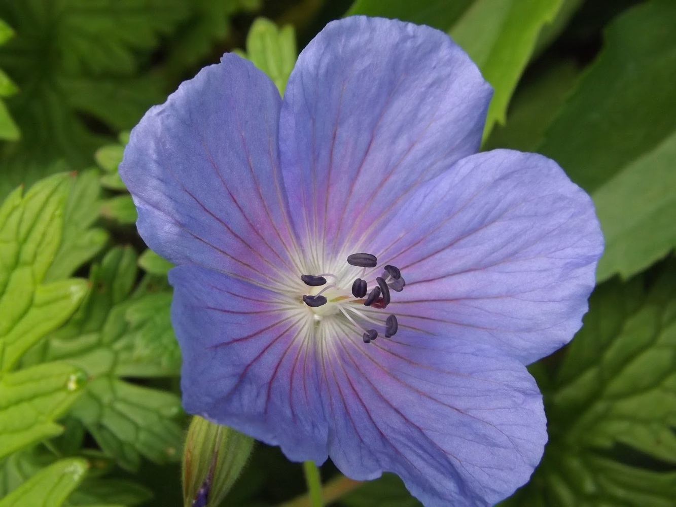 Превью изображения