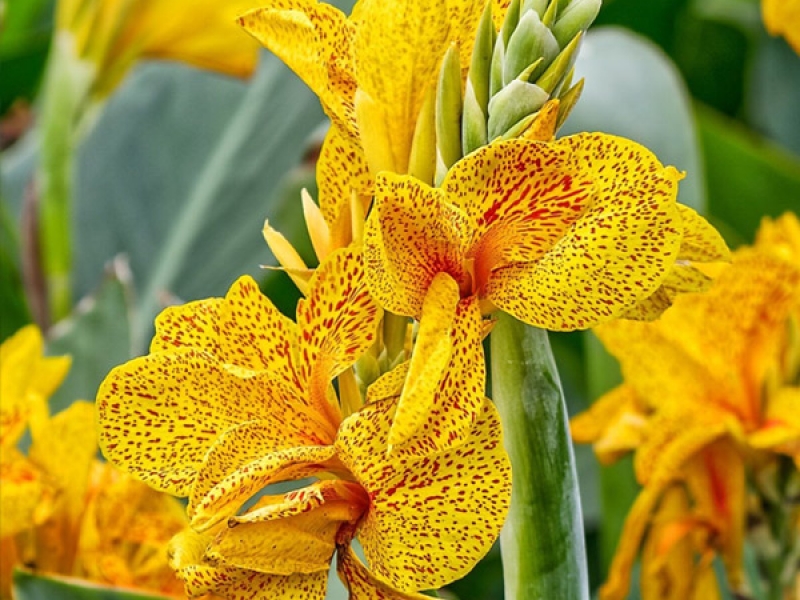 Превью изображения