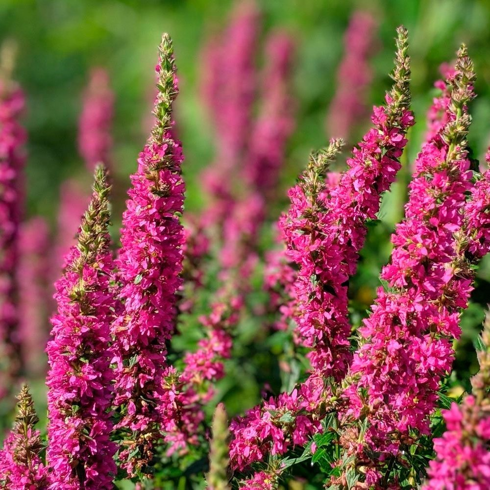 Превью изображения