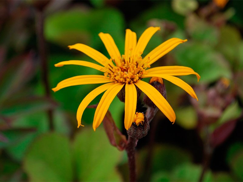 Превью изображения