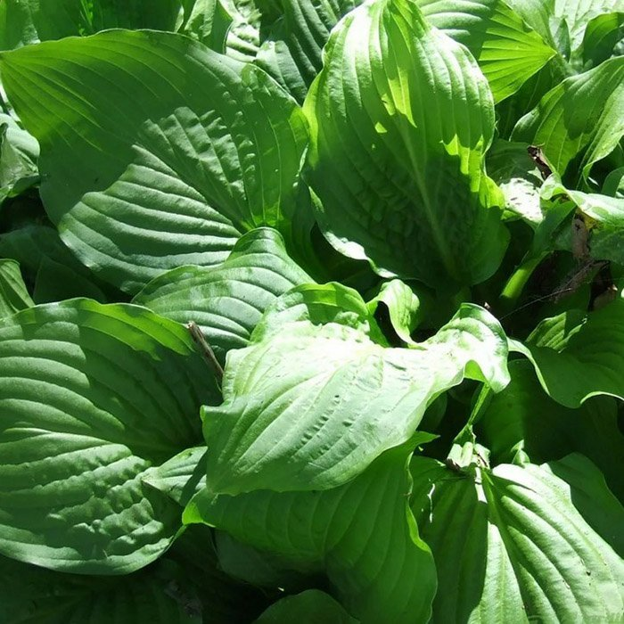 Превью изображения