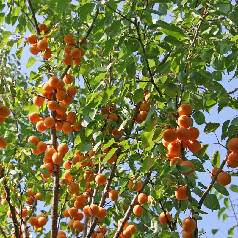 Превью изображения