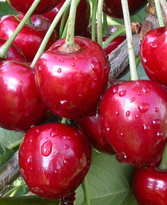 Превью изображения