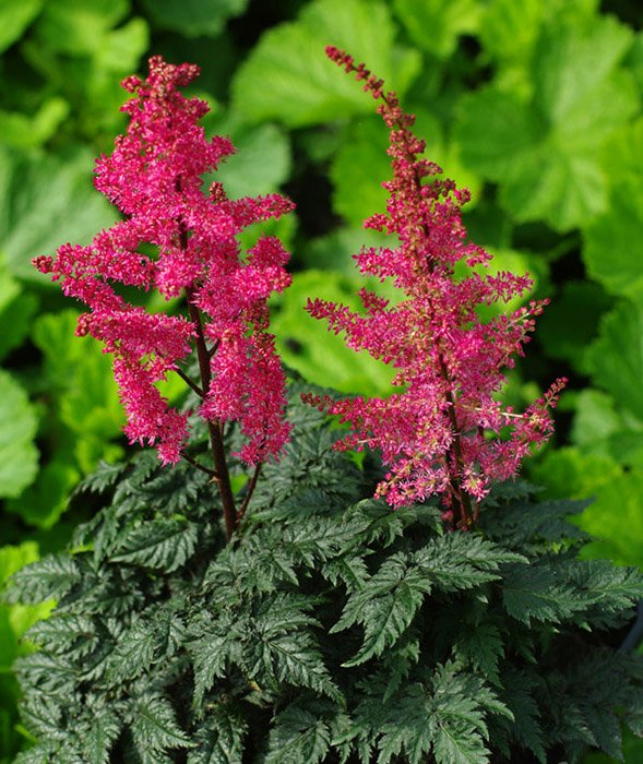 Превью изображения