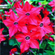 Превью изображения