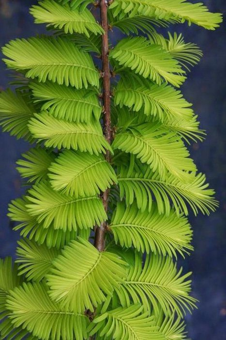 Превью изображения