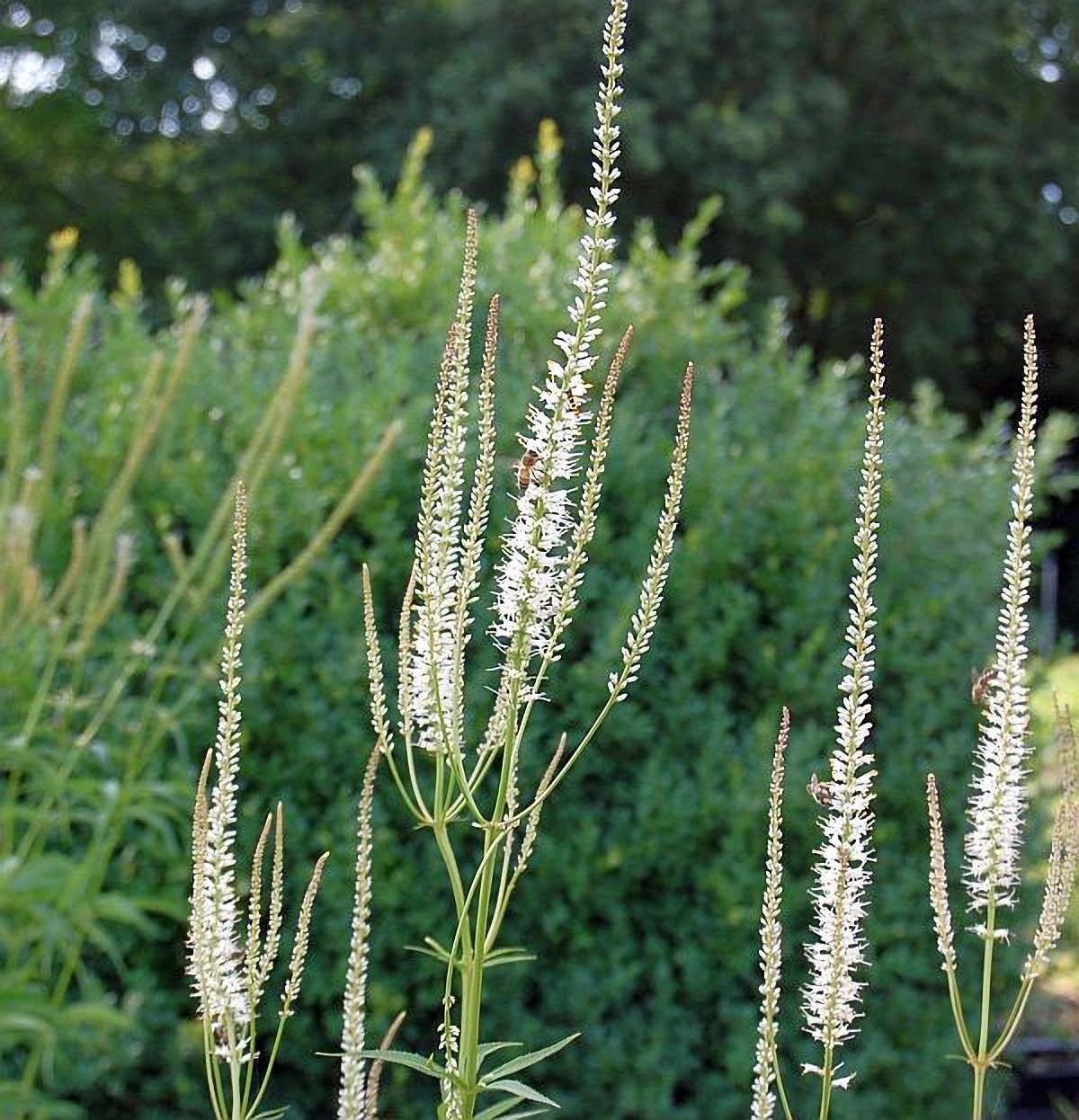 Превью изображения