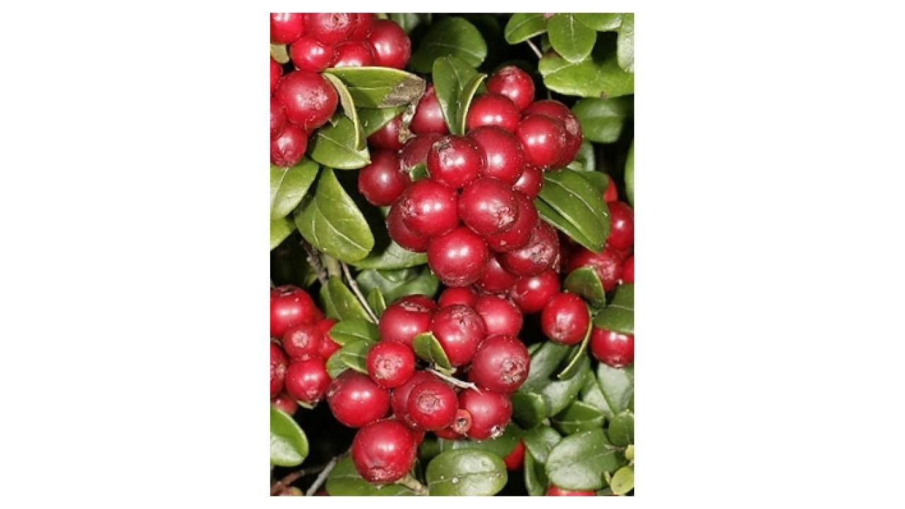 Превью изображения