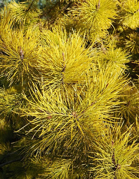 Превью изображения