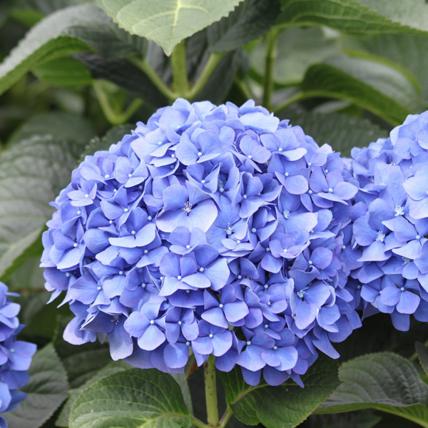 Превью изображения