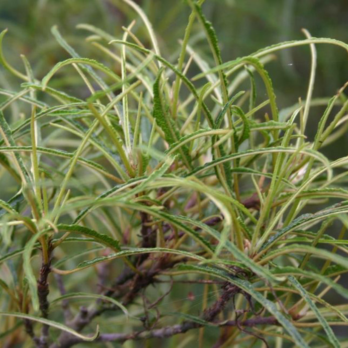 Превью изображения