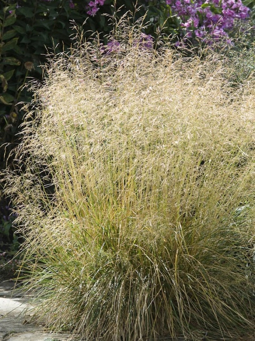 Превью изображения