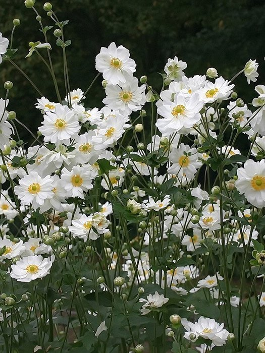 Превью изображения