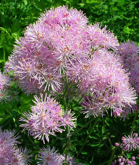 Превью изображения