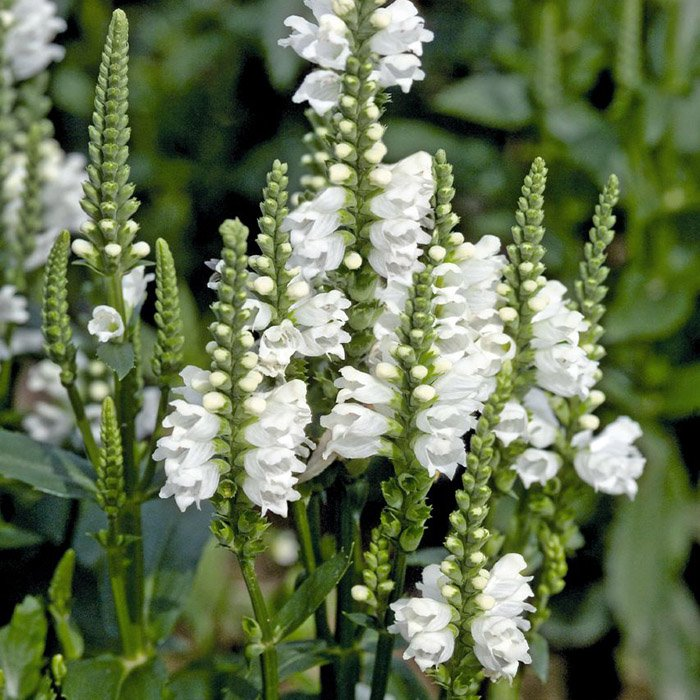 Превью изображения