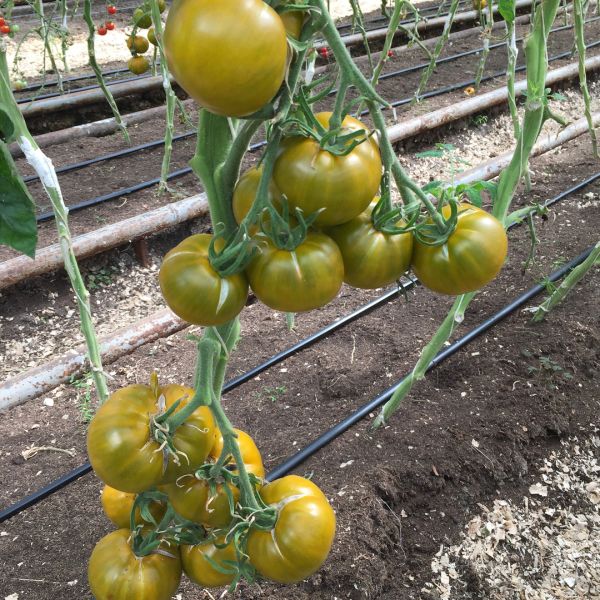 Превью изображения