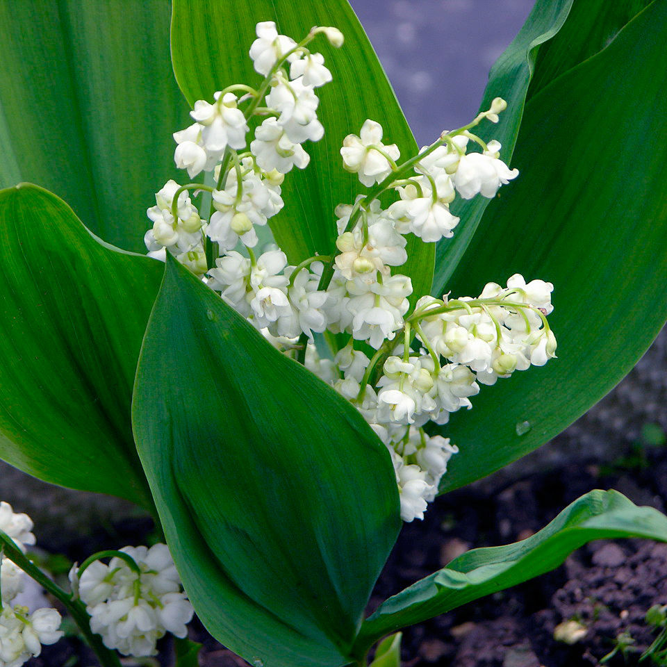 Превью изображения