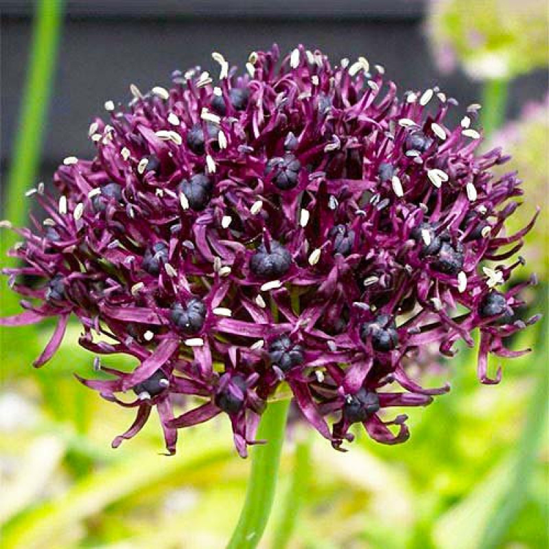 Превью изображения