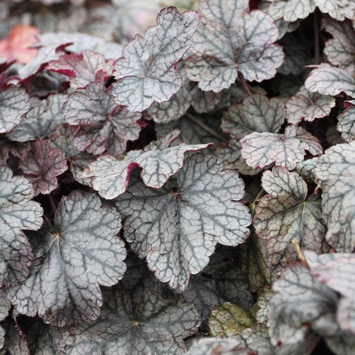 Превью изображения