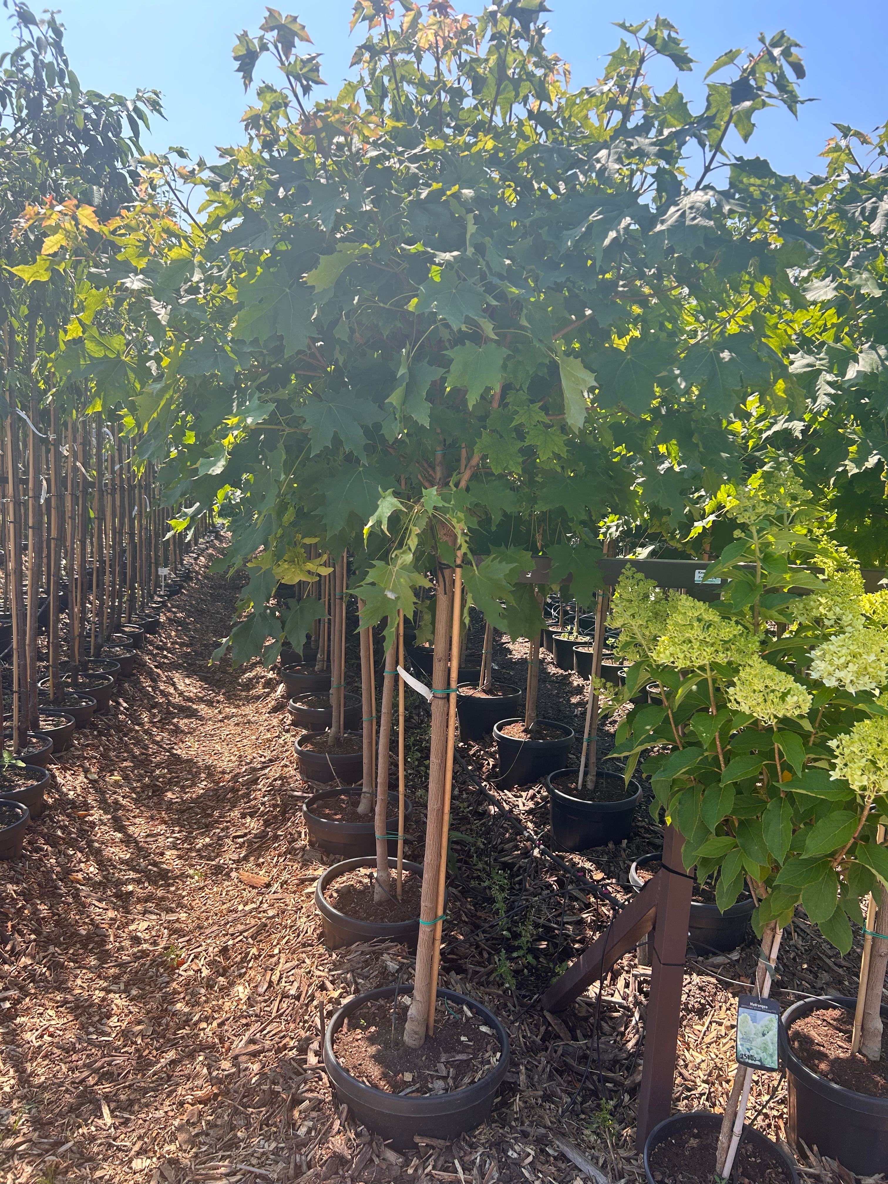 Превью изображения