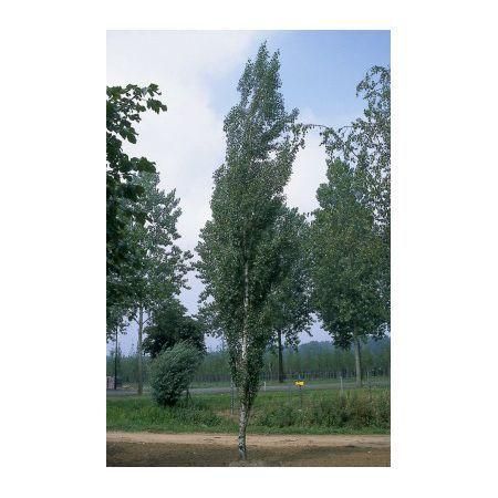 Превью изображения