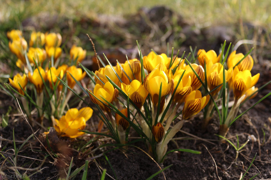 Превью изображения