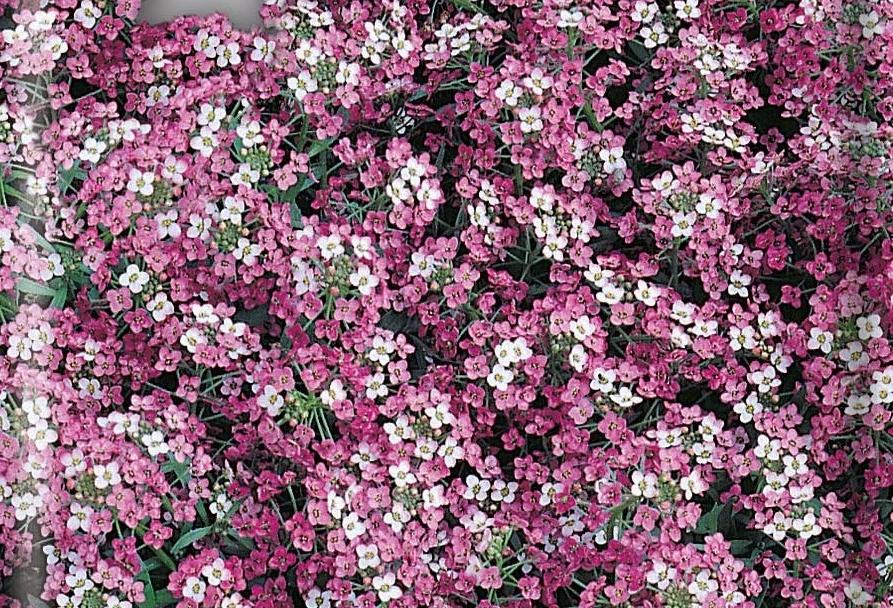 Превью изображения