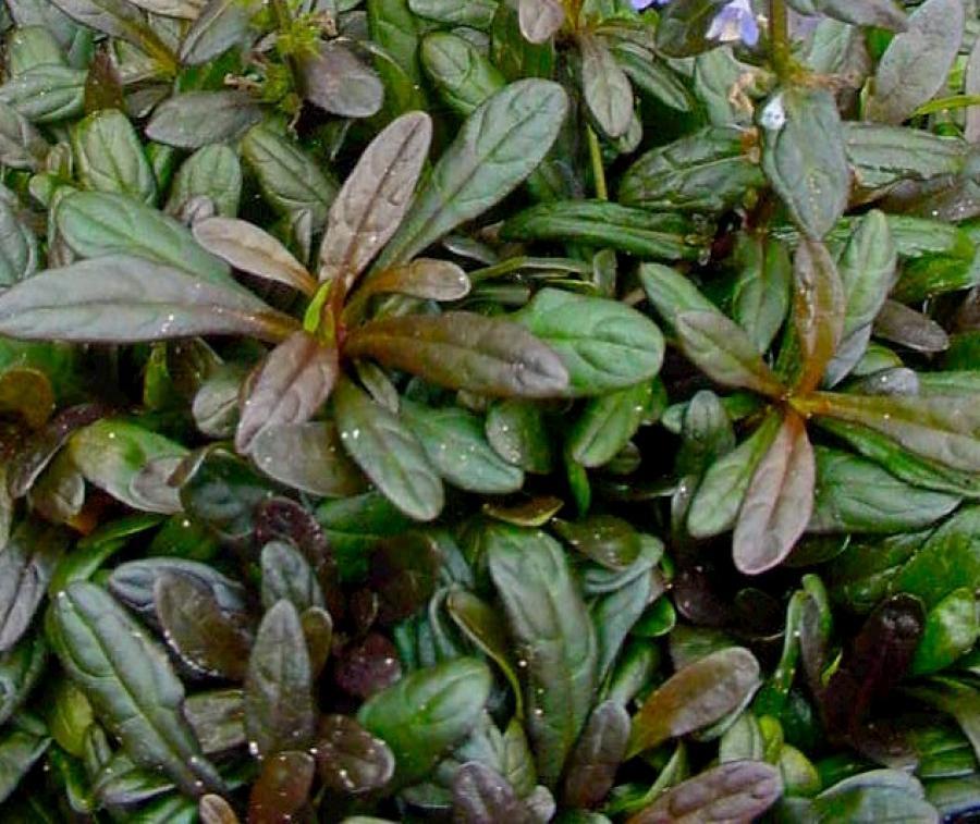 Превью изображения