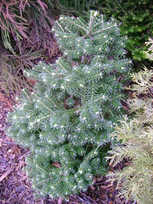 Превью изображения