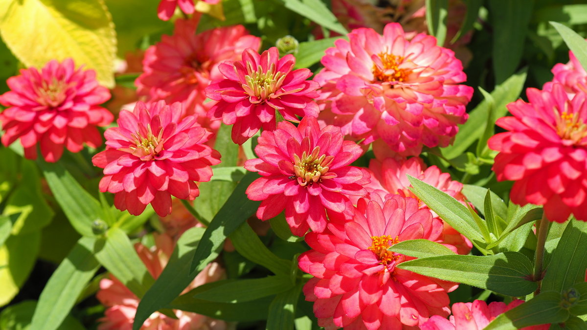 Превью изображения