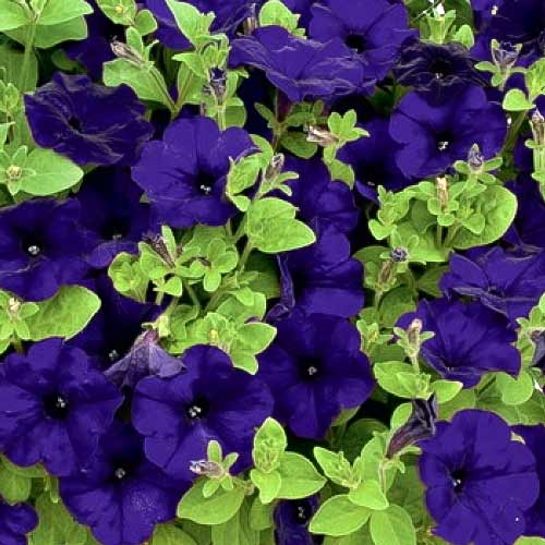 Превью изображения