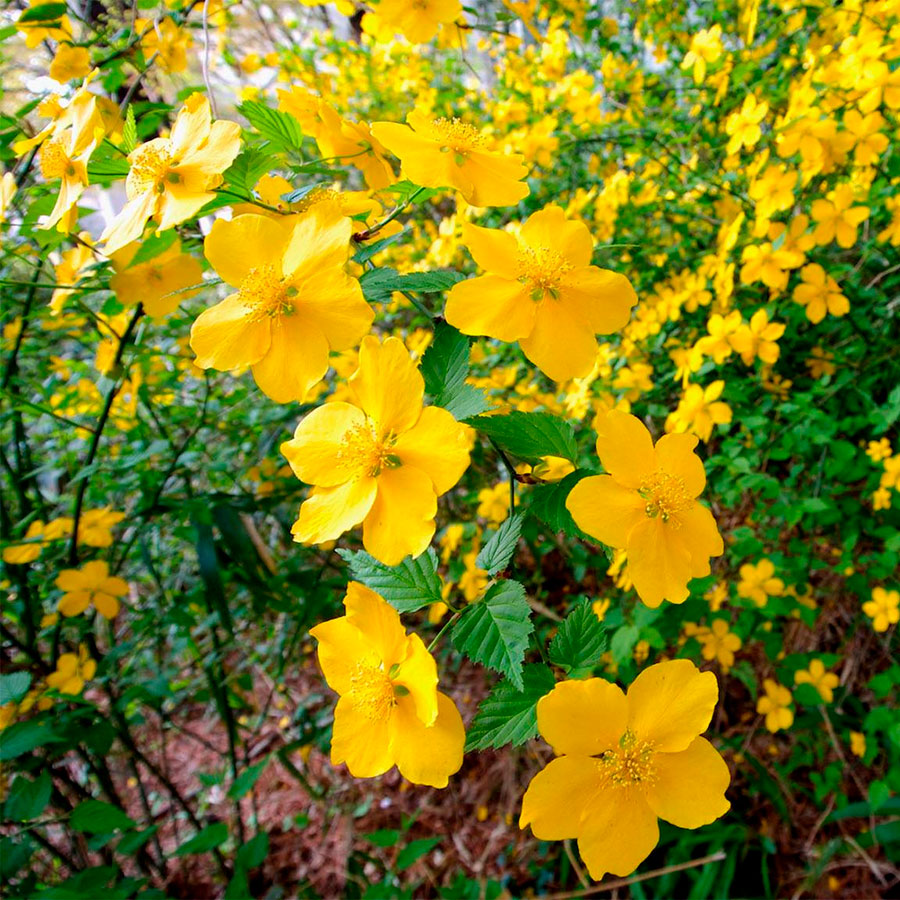 Превью изображения