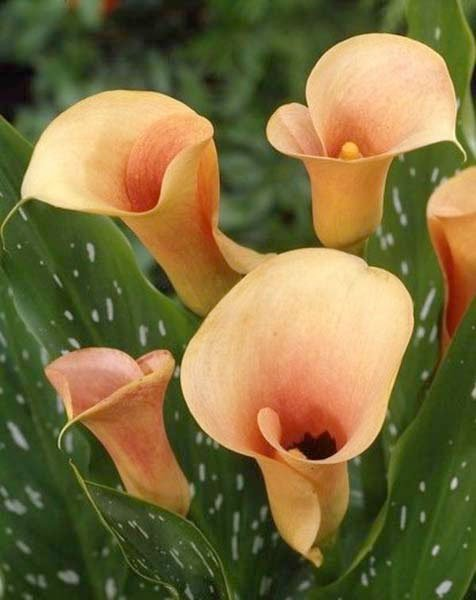 Превью изображения