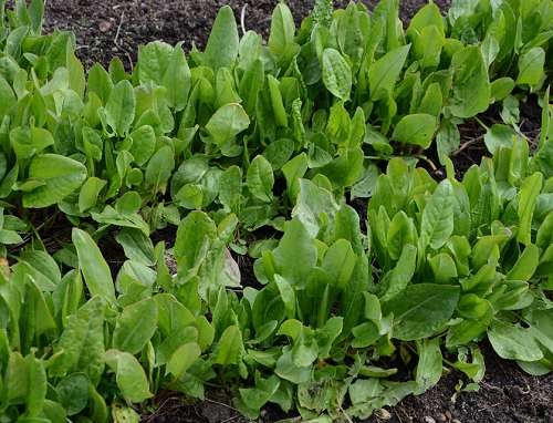 Превью изображения