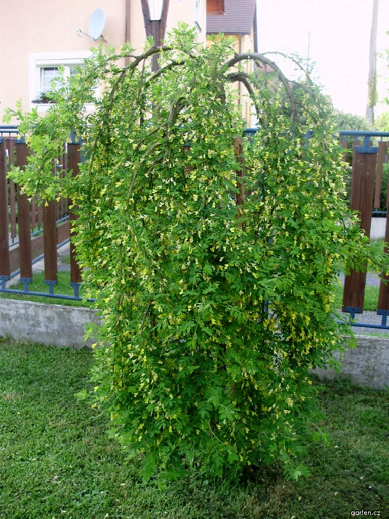 Превью изображения