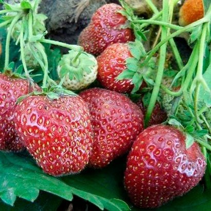 Превью изображения